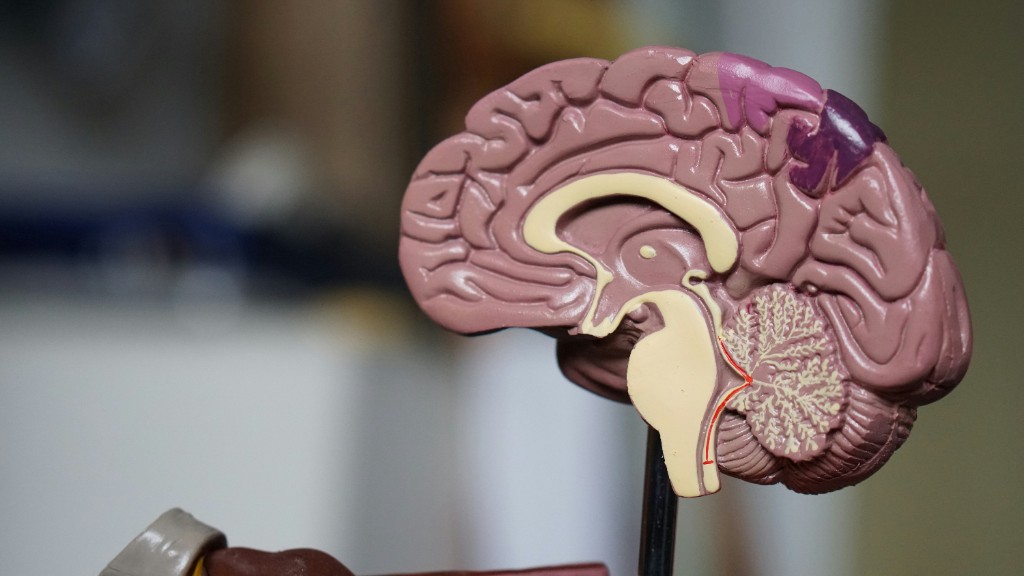 Cross-section anatomical model of a human brain