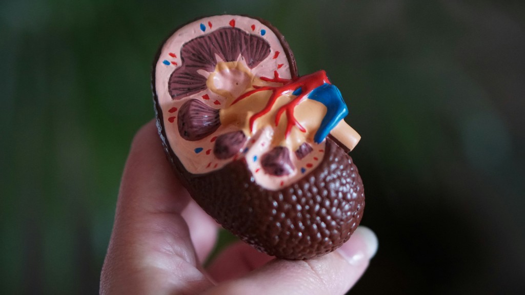 Anatomical model of a human kidney held in a hand