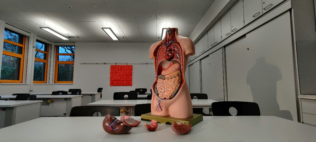 Anatomical torso model showing internal organs including the liver
